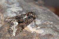 Oligia strigilis