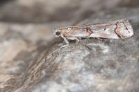Pempelia palumbella