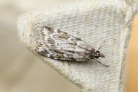 Scoparia ambigualis