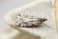 Scoparia ambigualis