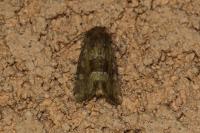 Oligia fasciuncula