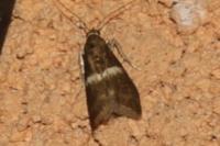 Elegia similella