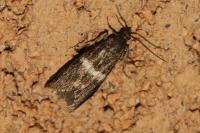Elegia similella
