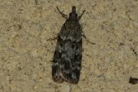 Scoparia ambigualis/basistrigalis