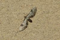 Eupithecia centaureata
