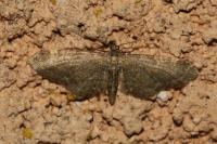 Eupithecia vulgata