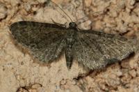 Eupithecia vulgata