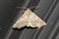 Odontopera bidentata