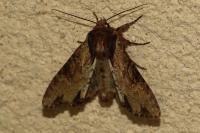 Apamea crenata