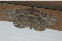 Peribatodes rhomboidaria rhomboidaria