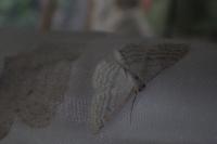 Idaea subsericeata