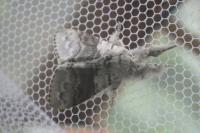 Calliteara pudibunda