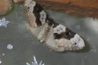 Cosmorhoe ocellata