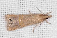 Euchromius ocellea