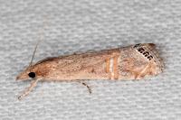 Euchromius ocellea