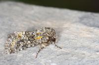 Hadena luteocincta
