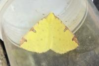 Opisthograptis luteolata