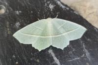 Campaea margaritaria