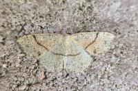 Cyclophora punctaria