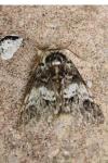 Drymonia dodonaea
