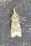Eudonia angustea