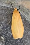 Wittia sororcula