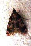 Aglossa caprealis