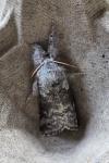 Calliteara pudibunda