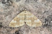 Perizoma flavofasciata