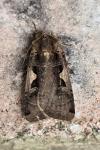 Xestia c-nigrum
