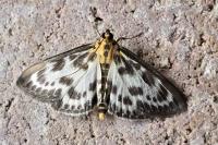 Anania hortulata