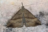 Hypena proboscidalis