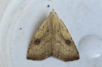 Rivula sericealis