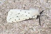 Spilosoma lubricipeda