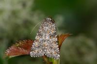 Hadena luteocincta