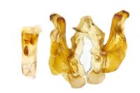 Hadena luteocincta