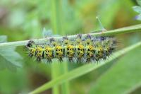 Saturnia pavonia