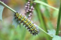 Saturnia pavonia