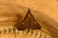 Dolicharthria punctalis