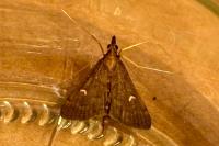 Dolicharthria punctalis