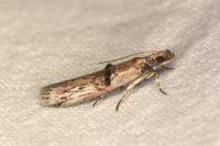 Nephopterix angustella