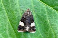 Tyta luctuosa