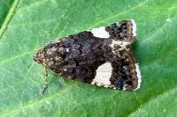 Tyta luctuosa