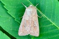 Mythimna albipuncta