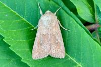 Mythimna albipuncta
