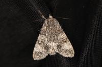 Acronicta megacephala