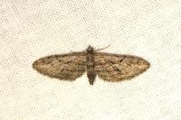 Eupithecia oxycedrata