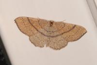 Cyclophora ruficiliaria
