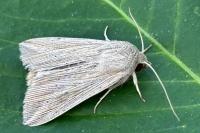 Mythimna riparia