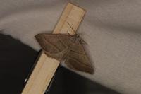 Scotopteryx luridata/mucronata